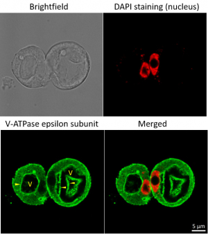 Donkey anti-Rabbit IgG (H&L), DyLightŪ 488 conjugated, min, cross-reactivity to bovine, chicken, goat, guinea pig, hamster, horse, human, mouse, rat, sheep IgG in the group Secondary Antibodies / Anti-Rabbit / Fluorescent / DyLightŪ / DyLightŪ 488 at Agrisera AB (Antibodies for research) (AS10 1165)